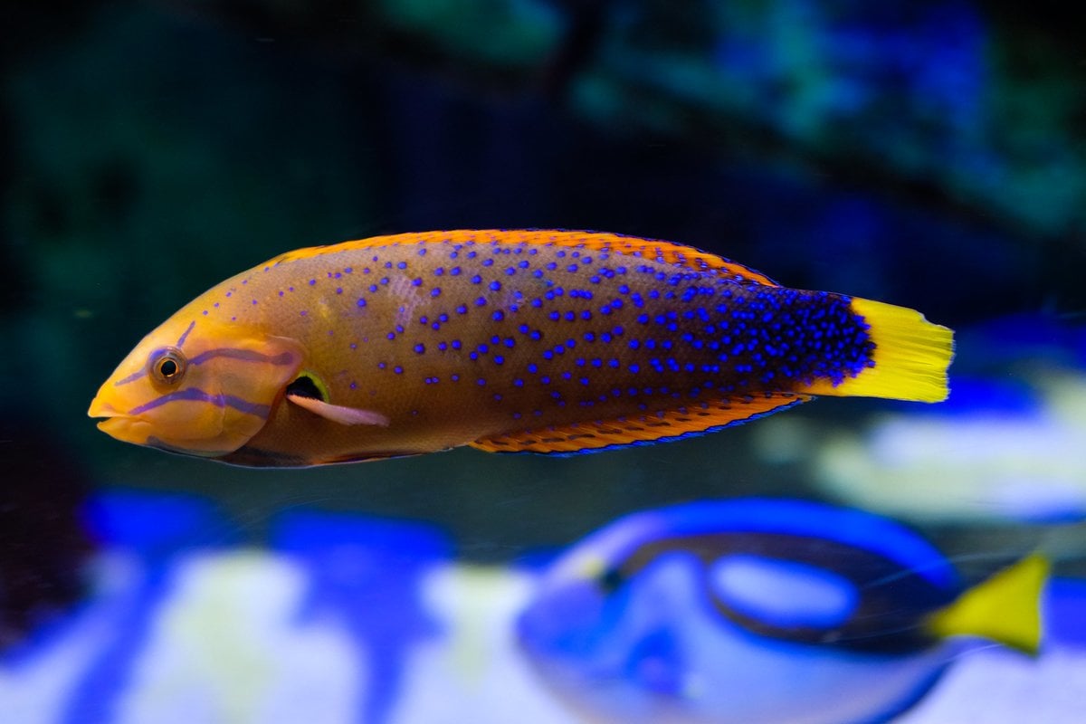 Great Lakes Aquarium - Gallery Image 1